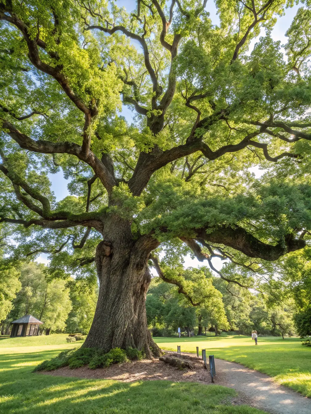 A sturdy, well-established oak tree, representing the stability and long-term growth we aim to provide for our clients.